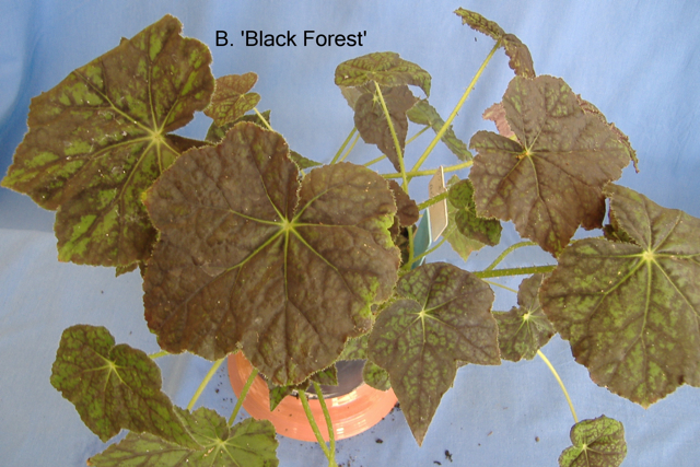 B. ‘Black Forest’